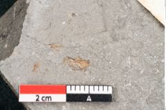 Foto (Detailansicht) von Fraxinus savinensis Ettingshausen (NHMW-GEO-2024-0188-8006)